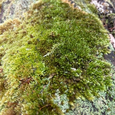 Unverified Moss, Liverwort or Hornwort at Lorne, NSW - 26 Oct 2024 by Butlinz