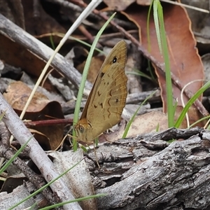 Heteronympha merope at Tharwa, ACT - 19 Oct 2024