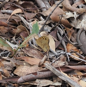 Heteronympha merope at Tharwa, ACT - 19 Oct 2024