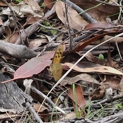 Heteronympha merope at Tharwa, ACT - 19 Oct 2024