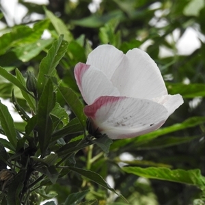 Hibiscus heterophyllus at Howard, QLD - 14 Sep 2024