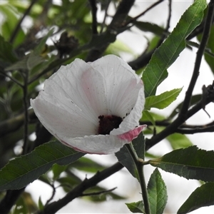 Hibiscus heterophyllus at Howard, QLD - 14 Sep 2024