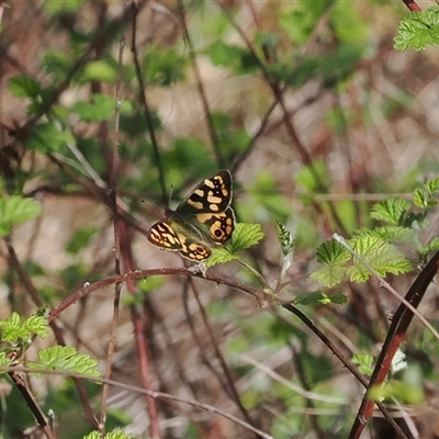 Argynnina cyrila (Forest Brown, Cyril's Brown) at Cotter River, ACT - 19 Oct 2024 by RAllen