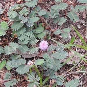 Mimosa pudica (common sensitive plant) at Howard, QLD by Gaylesp8