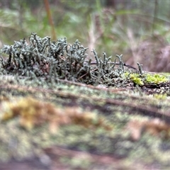 Unidentified Fern or Clubmoss at Lorne, NSW - 26 Oct 2024 by Butlinz