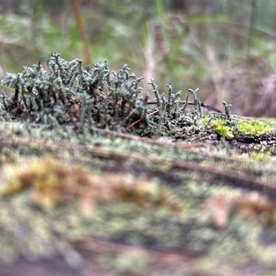 Unverified Fern or Clubmoss at Lorne, NSW - 26 Oct 2024 by Butlinz