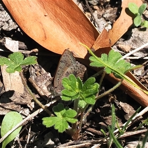 Paralucia aurifera at Uriarra Village, ACT - 20 Oct 2024