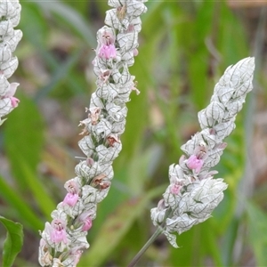 Justicia betonica at Howard, QLD - 14 Sep 2024 03:00 PM