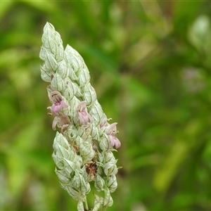 Justicia betonica at Howard, QLD - 14 Sep 2024