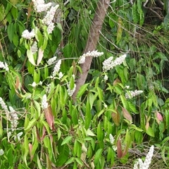 Justicia betonica at Howard, QLD - 14 Sep 2024