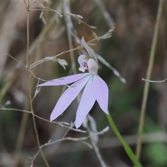 Caladenia carnea (Pink Fingers) at Uriarra Village, ACT - 20 Oct 2024 by RAllen