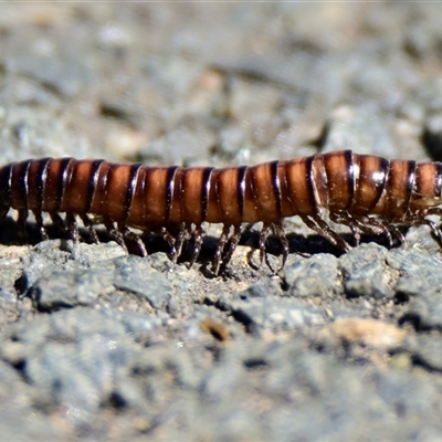 Paradoxosomatidae sp. (family) at Latham, ACT - 25 Oct 2024 by Thurstan