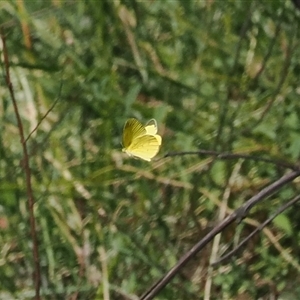 Eurema smilax at Uriarra Village, ACT - 20 Oct 2024 03:02 PM