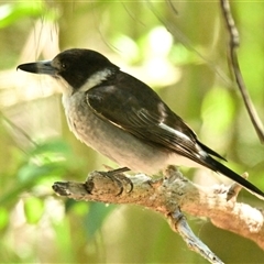 Cracticus torquatus (Grey Butcherbird) at Latham, ACT - 25 Oct 2024 by Thurstan