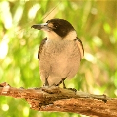 Cracticus torquatus at Latham, ACT - 26 Oct 2024 10:23 AM