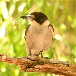 Cracticus torquatus at Latham, ACT - 26 Oct 2024