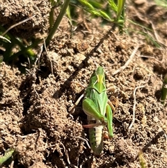 Perala viridis at Throsby, ACT - 26 Oct 2024