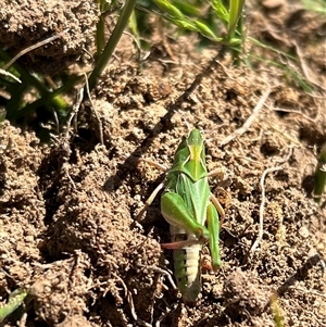 Perala viridis at Throsby, ACT - 26 Oct 2024