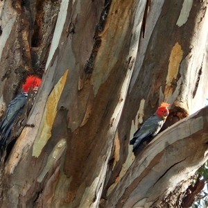 Callocephalon fimbriatum at Cook, ACT - suppressed