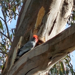 Callocephalon fimbriatum at Cook, ACT - 14 Oct 2024