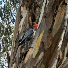 Callocephalon fimbriatum at Cook, ACT - suppressed