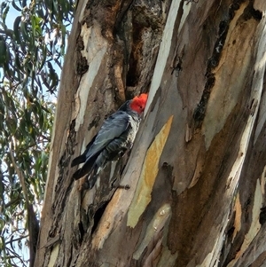 Callocephalon fimbriatum at Cook, ACT - suppressed