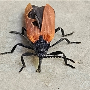 Porrostoma rhipidium at Hawker, ACT - 26 Oct 2024