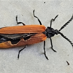 Porrostoma rhipidium at Hawker, ACT - 26 Oct 2024