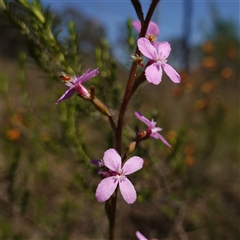 Stylidium graminifolium (grass triggerplant) at Gundary, NSW - 20 Oct 2024 by RobG1