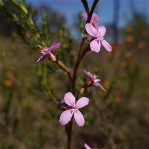 Stylidium graminifolium at Gundary, NSW - suppressed