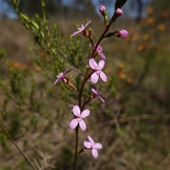 Stylidium graminifolium at Gundary, NSW - 20 Oct 2024