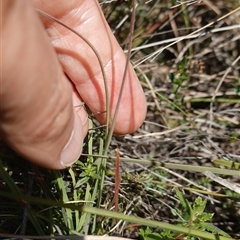 Stylidium graminifolium at Gundary, NSW - suppressed