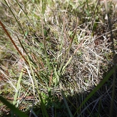 Stylidium graminifolium at Gundary, NSW - suppressed