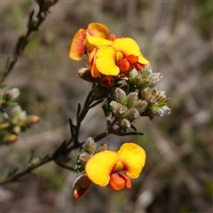 Dillwynia sericea (Egg And Bacon Peas) at Gundary, NSW - 20 Oct 2024 by RobG1