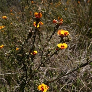 Dillwynia sericea at Gundary, NSW - 20 Oct 2024