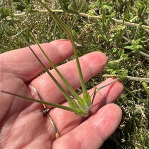 Erodium crinitum at Yarralumla, ACT - 26 Oct 2024 12:22 PM