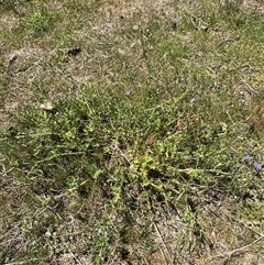 Erodium crinitum at Yarralumla, ACT - 26 Oct 2024 12:22 PM