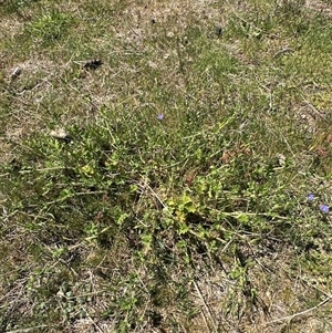 Erodium crinitum at Yarralumla, ACT - 26 Oct 2024