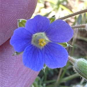 Erodium crinitum at Yarralumla, ACT - 26 Oct 2024