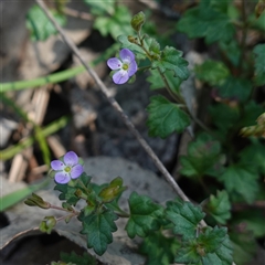 Veronica plebeia (Trailing Speedwell, Creeping Speedwell) at Gundary, NSW - 20 Oct 2024 by RobG1