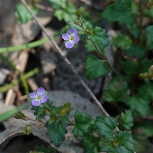 Veronica plebeia at Gundary, NSW - 20 Oct 2024