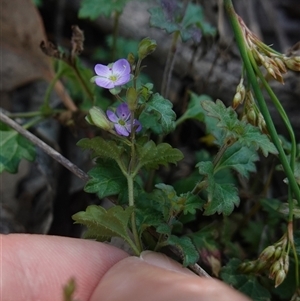 Veronica plebeia at Gundary, NSW - 20 Oct 2024