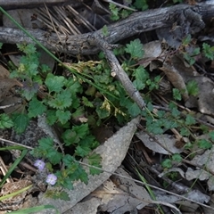 Veronica plebeia at Gundary, NSW - 20 Oct 2024