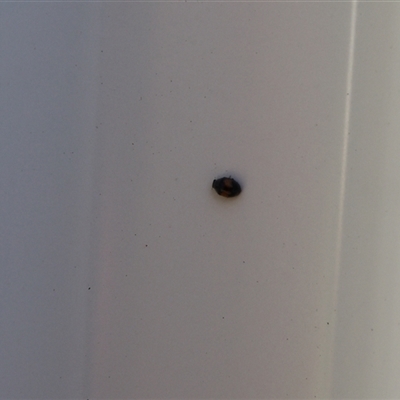 Diomus notescens (Little two-spotted ladybird) at Lyons, ACT - 26 Oct 2024 by ran452