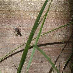 Pogonortalis doclea (Boatman fly) at Lyons, ACT - 26 Oct 2024 by ran452