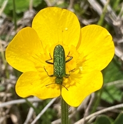 Eleale aspera (Clerid beetle) at Mount Clear, ACT - 22 Oct 2024 by RAllen