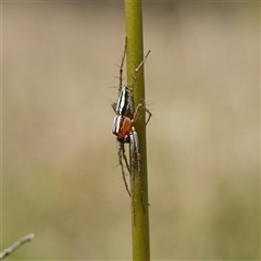 Oxyopes gracilipes (Graceful-legs Lynx Spider) at Gundary, NSW - 20 Oct 2024 by RobG1