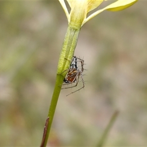 Oxyopes gracilipes at Gundary, NSW - suppressed