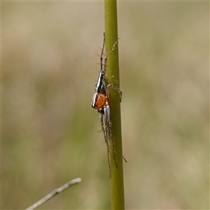 Oxyopes gracilipes at Gundary, NSW - suppressed