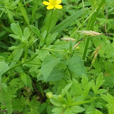 Ranunculus sp. at Shark Creek, NSW - 26 Oct 2024 by Topwood